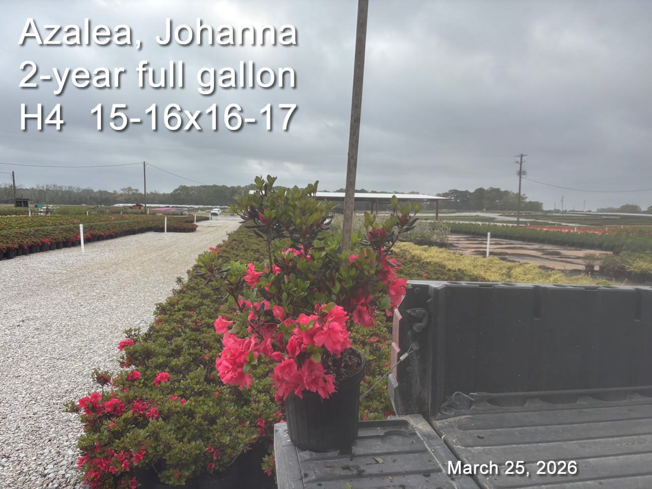 gallery/jh2yf h4 mar25.jpg